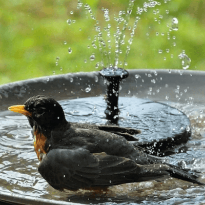 Aureli™ - Gentle Solar Fountain for Birdbaths and Small Ponds